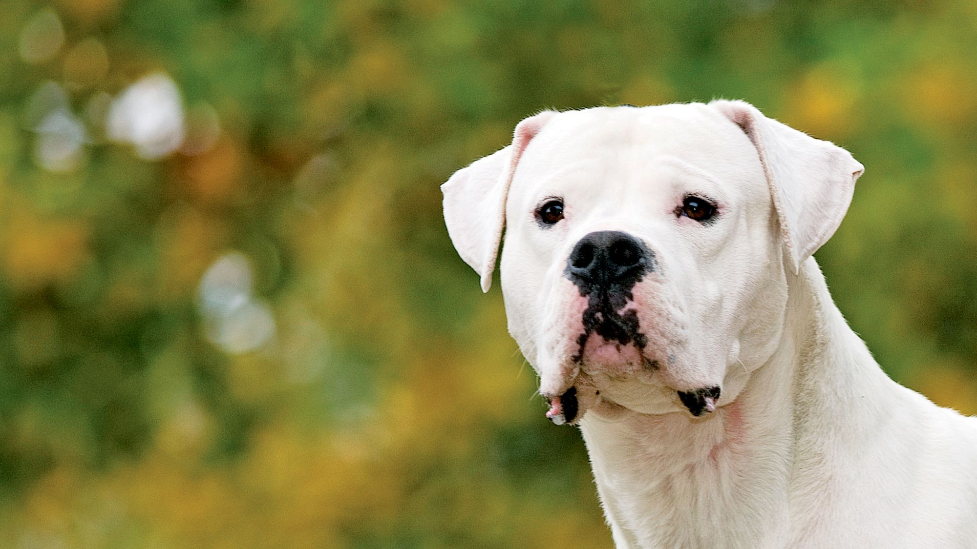 Close-up of an alert Dogo Argentino