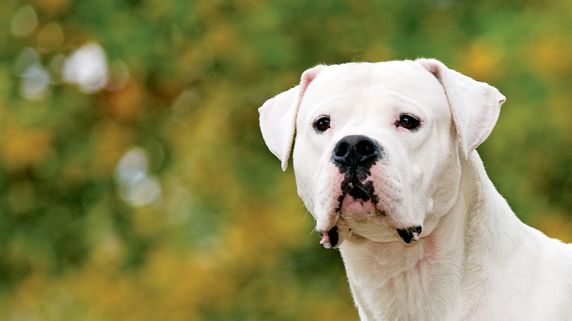 Close-up van een alerte dogo argentino