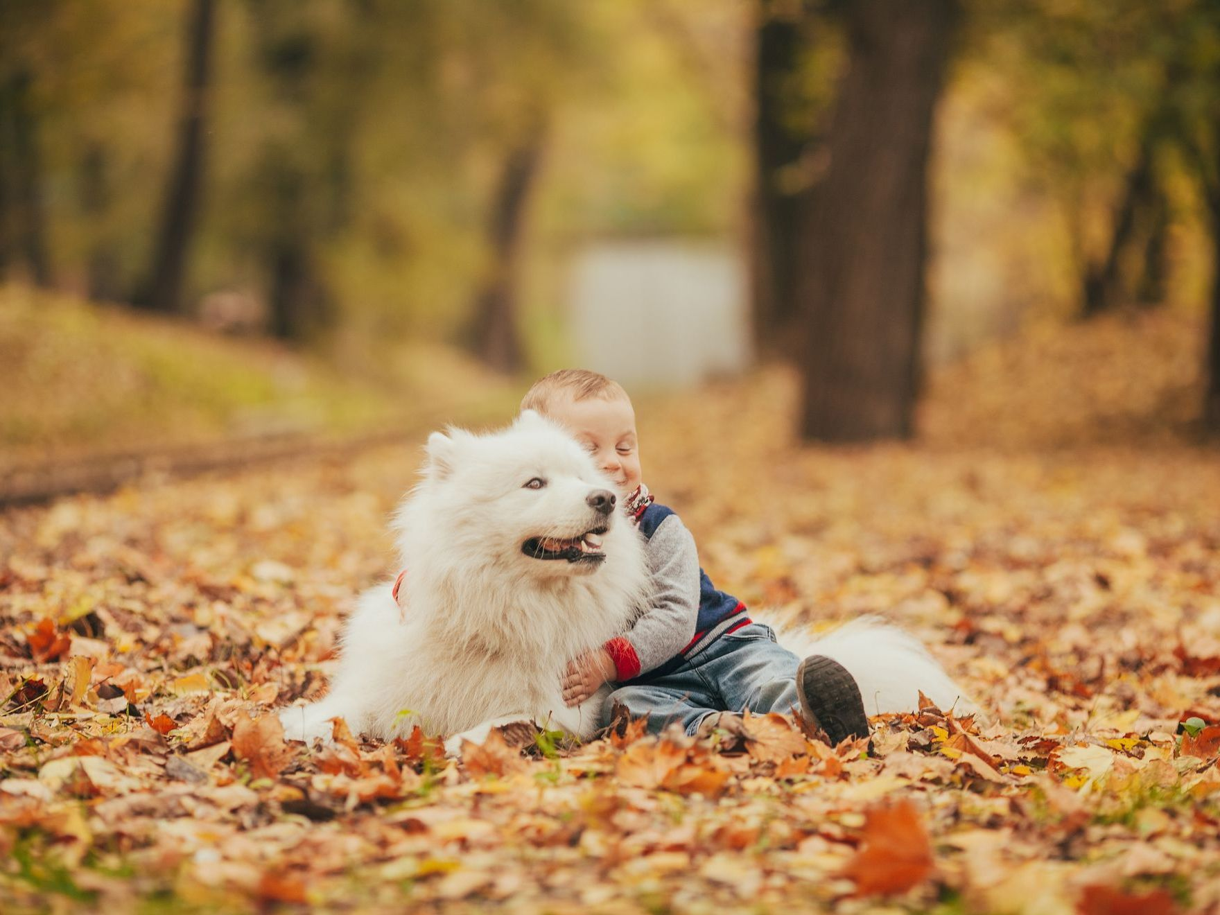 petit garçon à côté d’un chien samoyède dans un parc en automne.