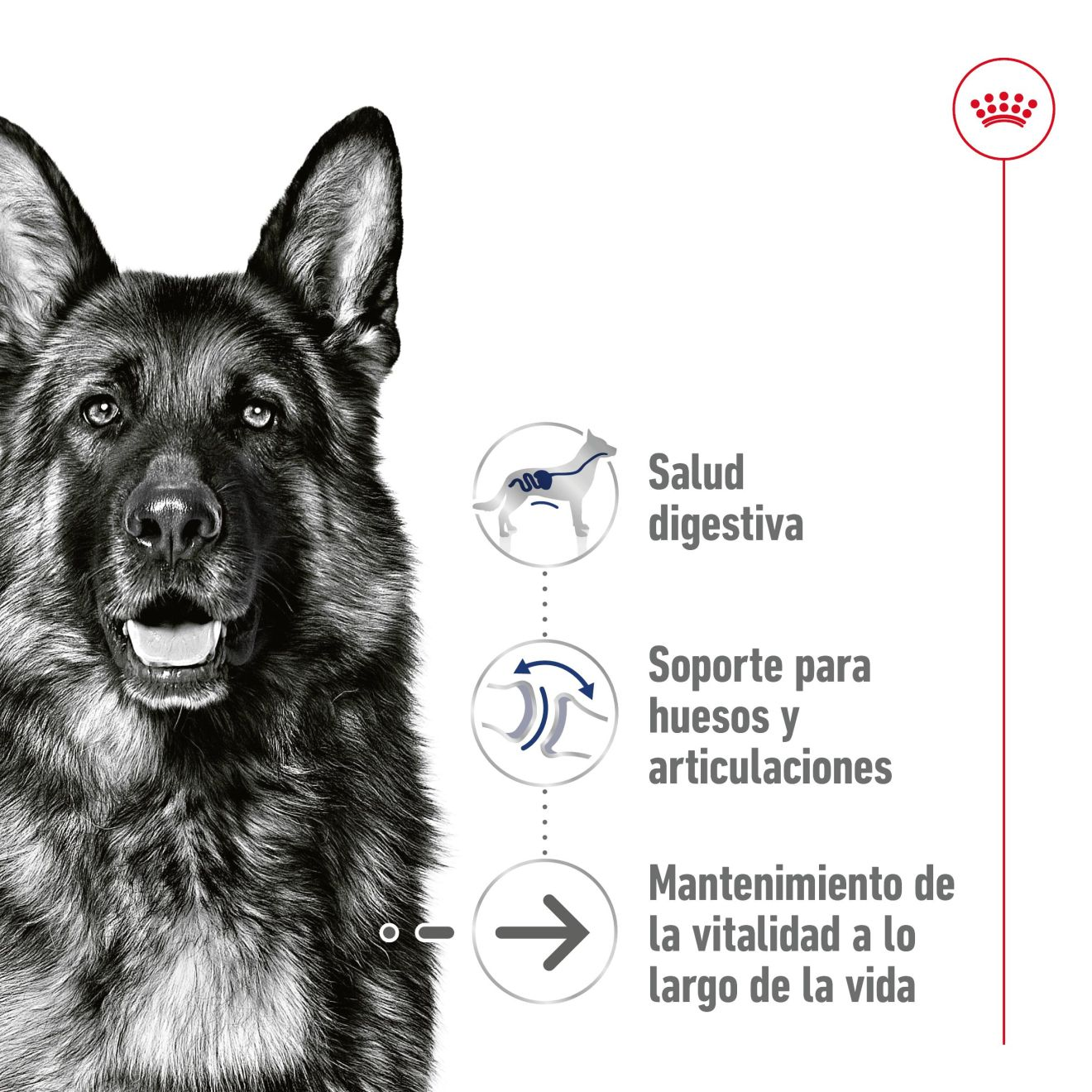 Maxi Ageing - Paté