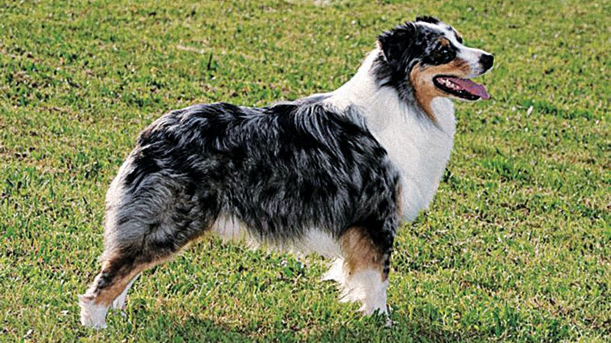 Australian Shepherd standing facing the right on grass