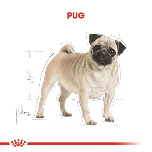 Pug Adult Yetişkin Köpek Kuru Maması