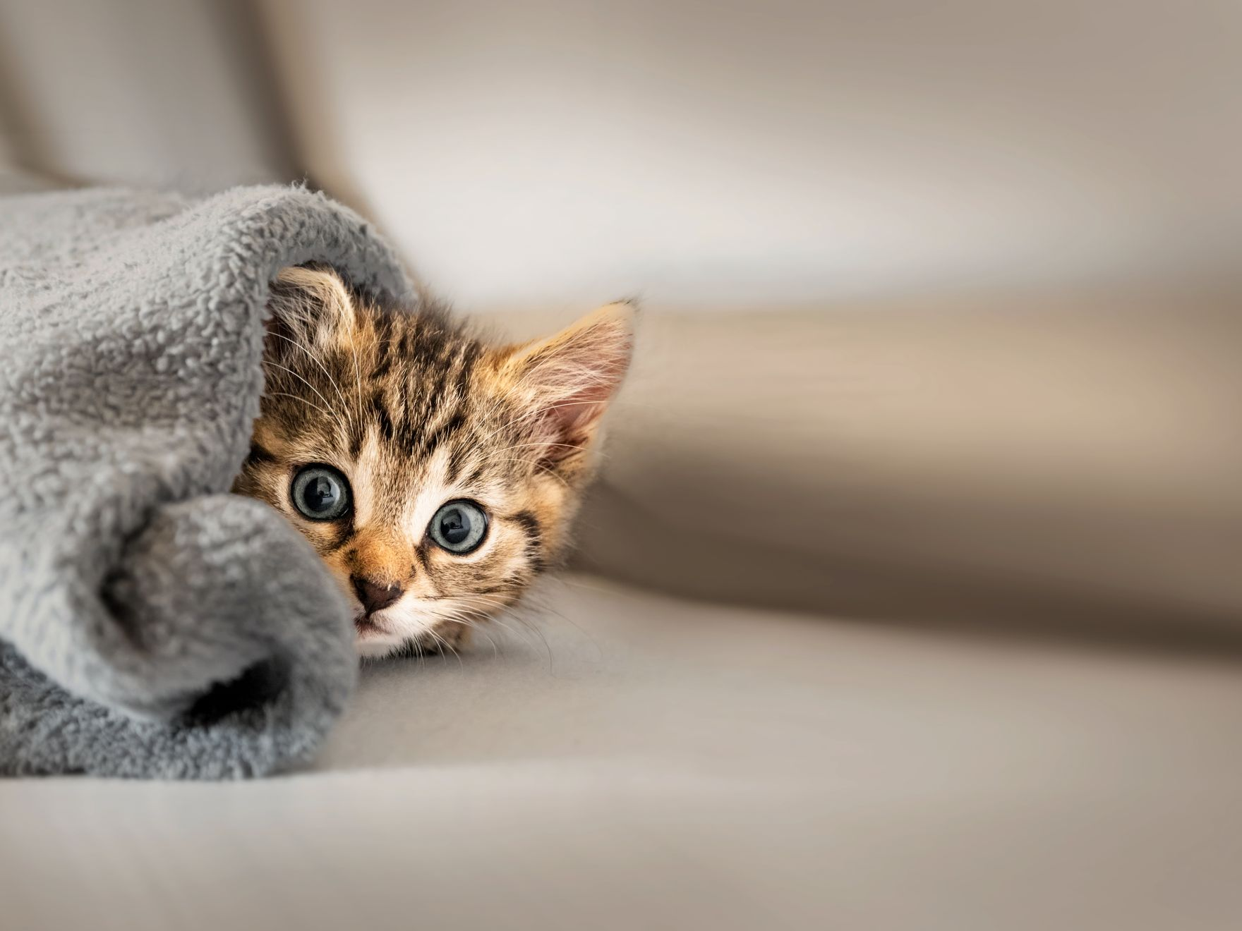 Kitten lying down under a grey blanket