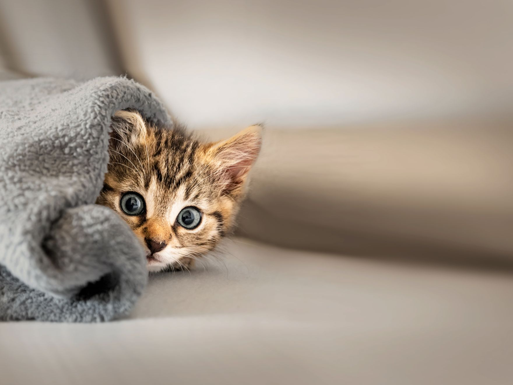 kitten lying down under a grey blanket