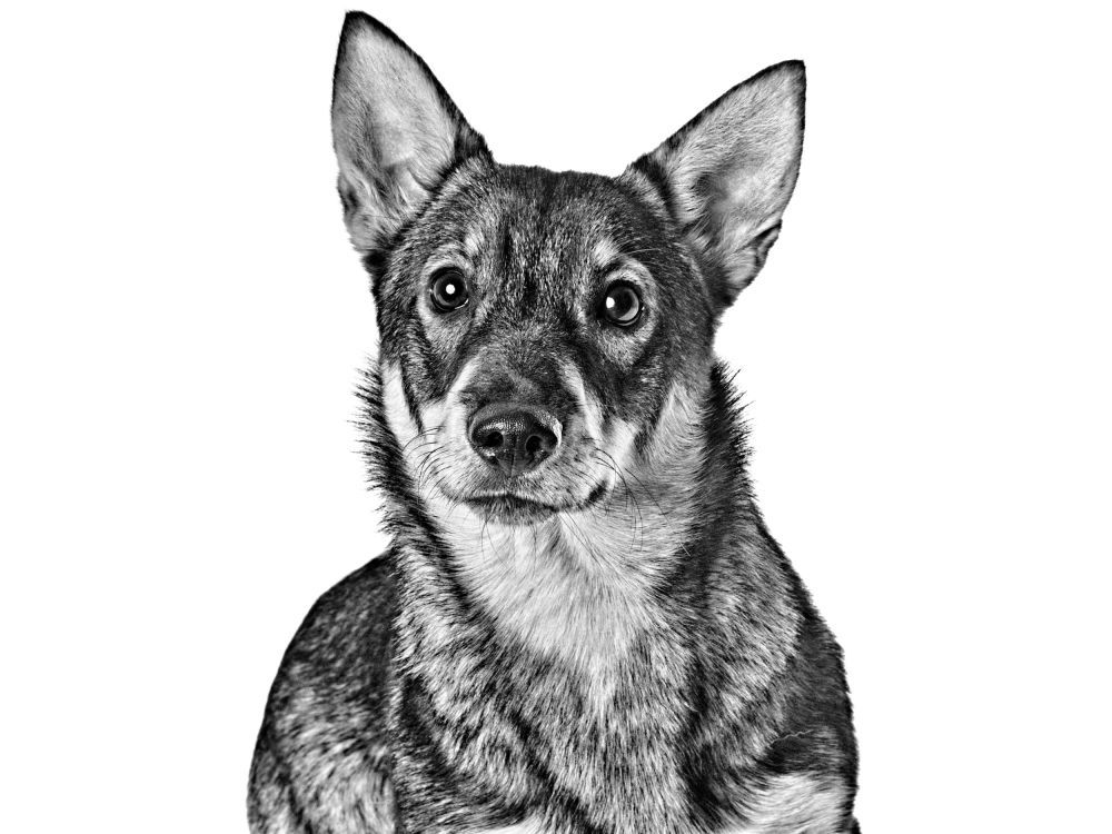 swedish-vallhund-bw-1