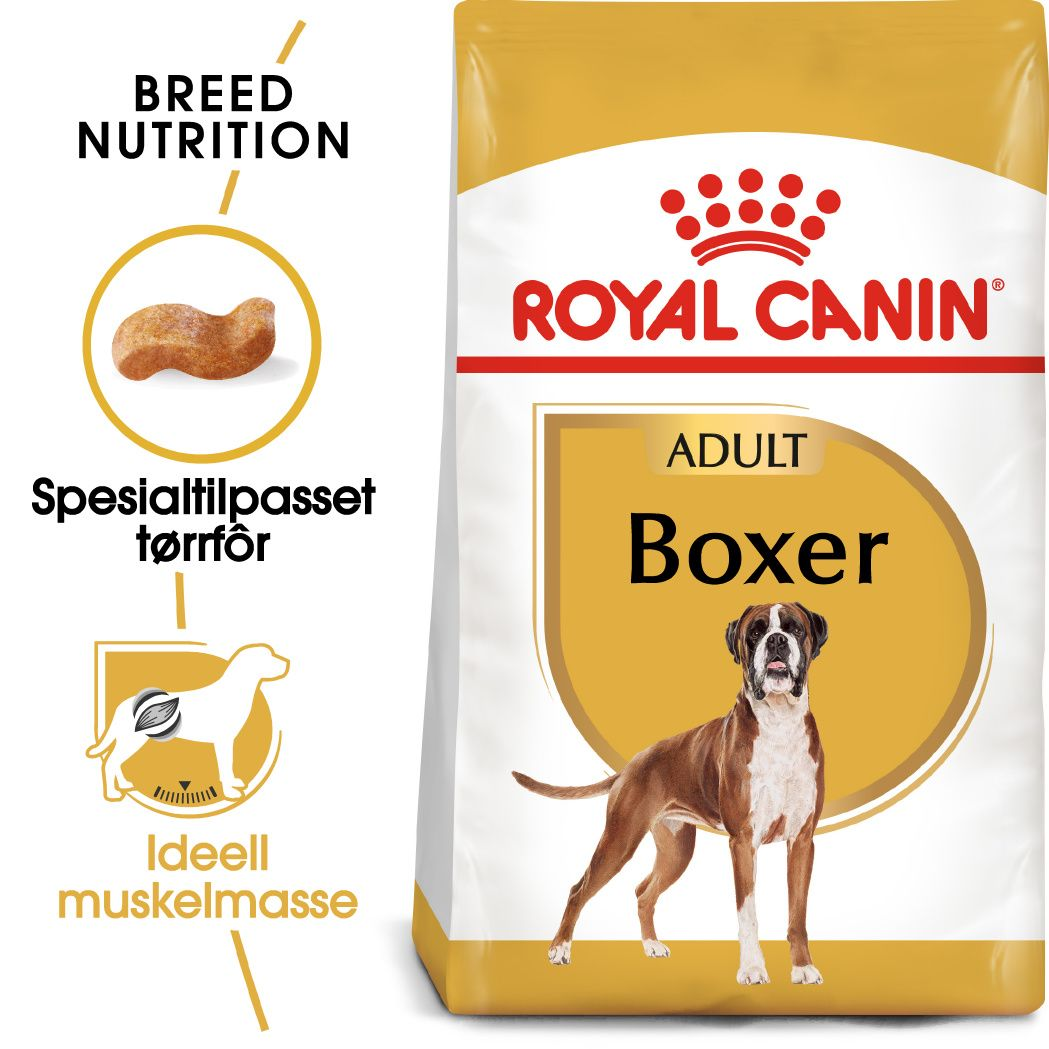 Boxer Adult
