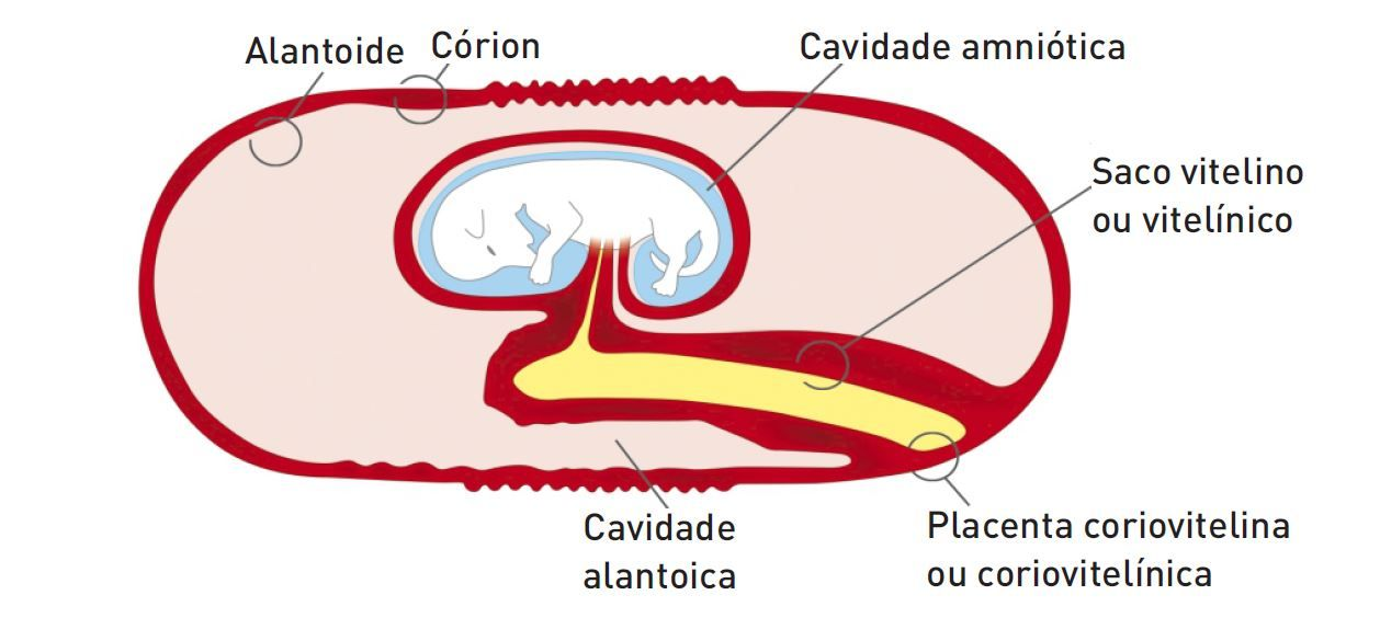 A schematic diagram of the canine placental structure in late pregnancy