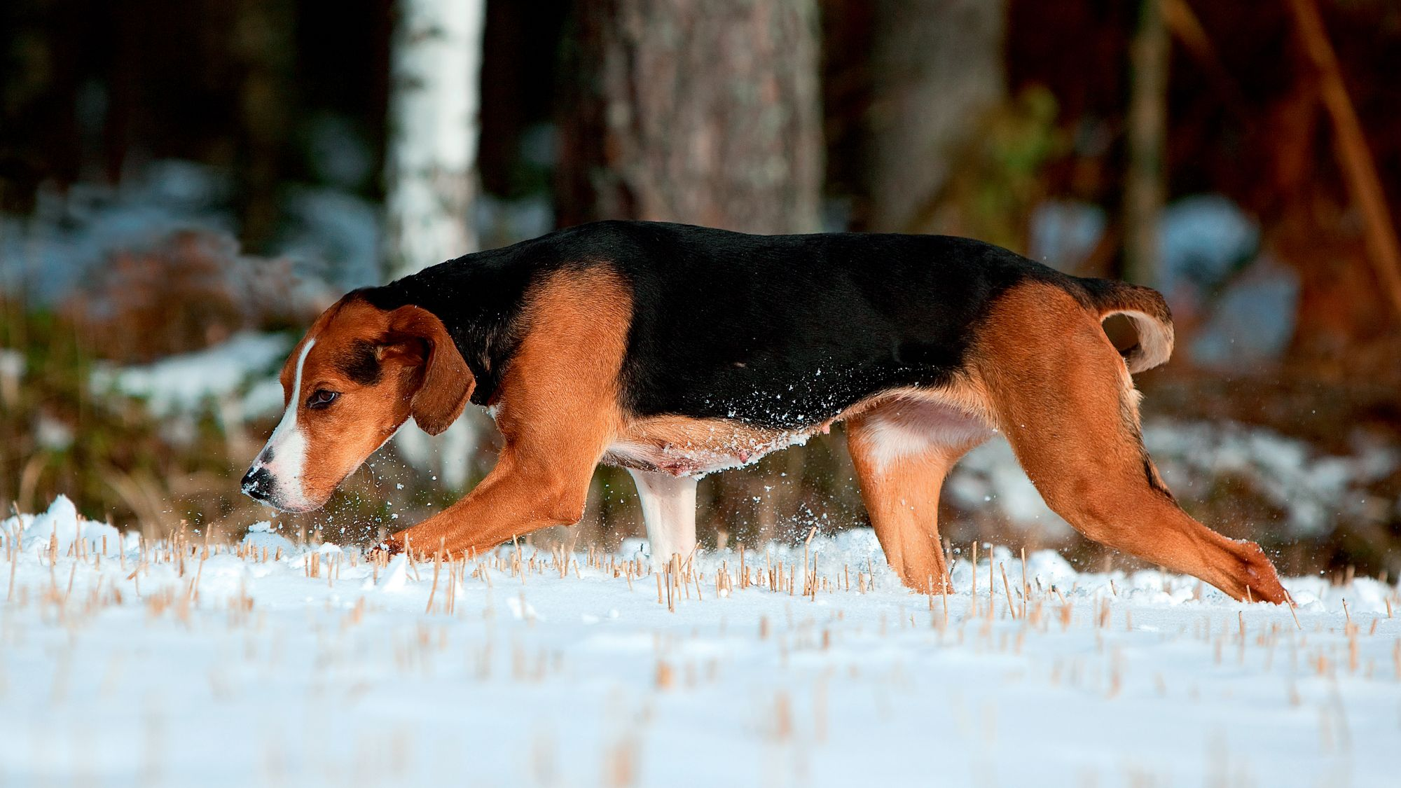 Finnish Hound sniffing along snowy ground