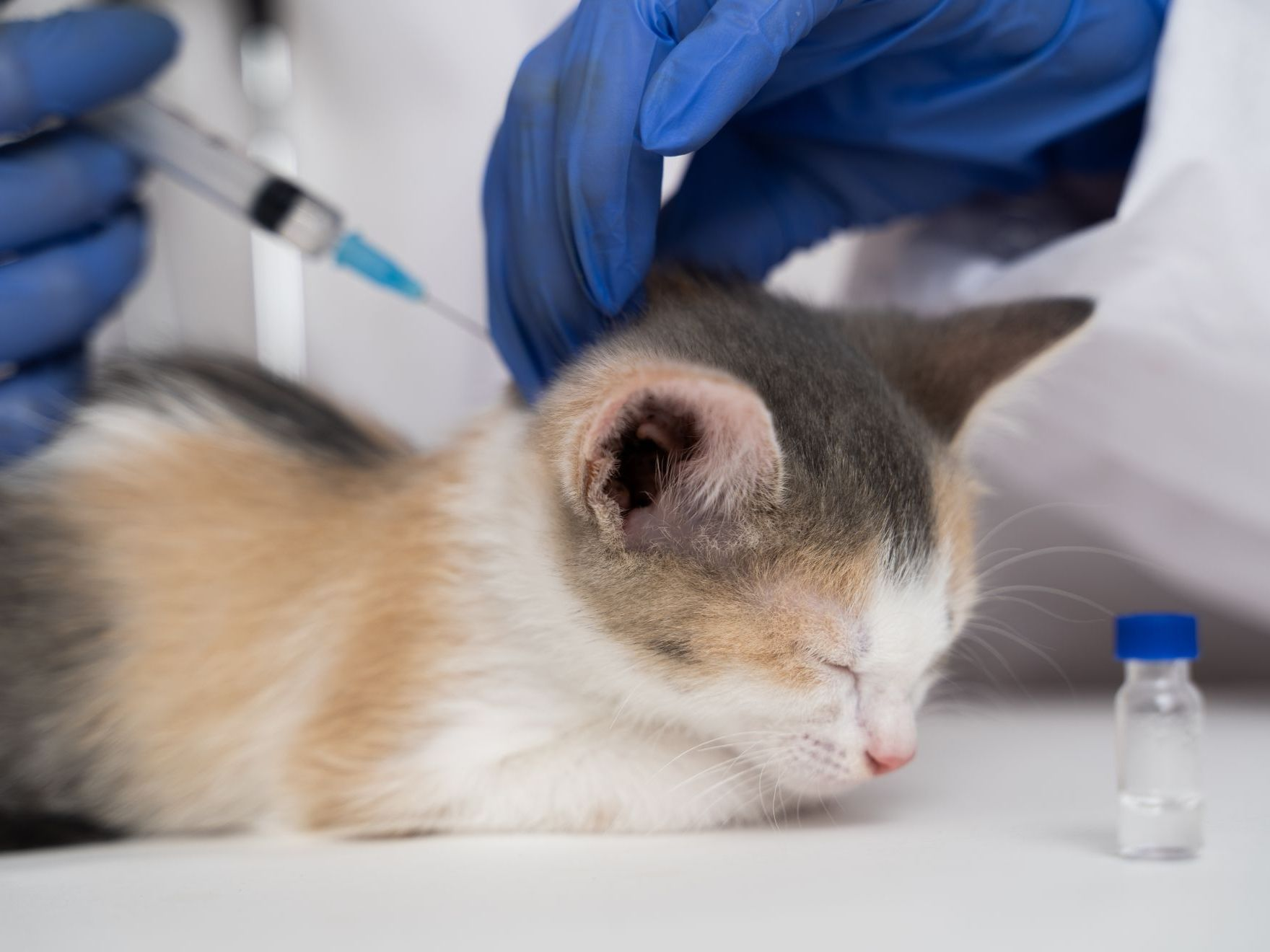 El veterinario administra el medicamento o las vacunas con una jeringa.