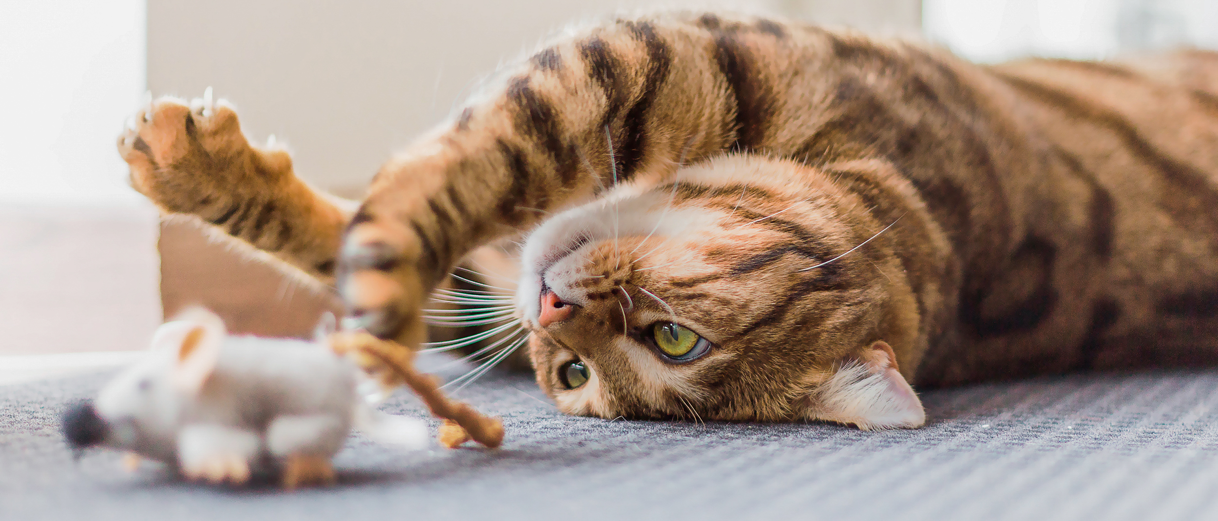Adult Bengal lying on its back playing with a cat toy on a carpet.