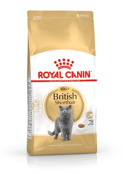 loom Encommium masterpiece British Shorthair Adult dry | Royal Canin