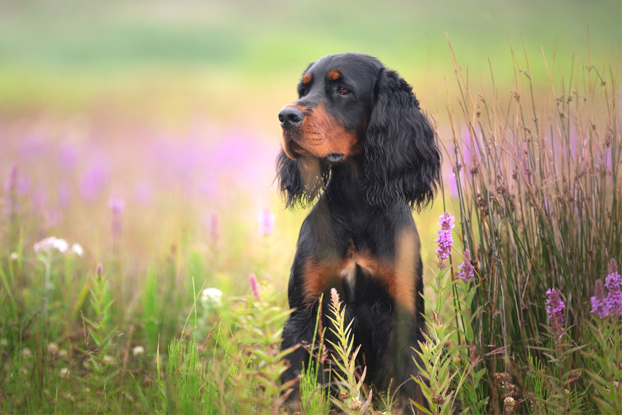 Setter sitzt im Blumenfeld
