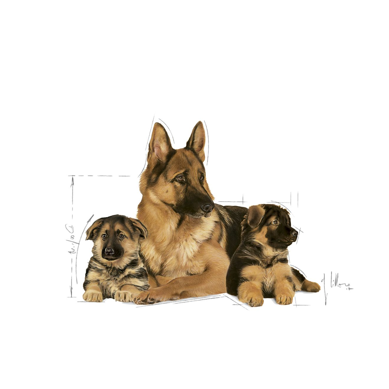 Royal canin german shepherd hot sale starter