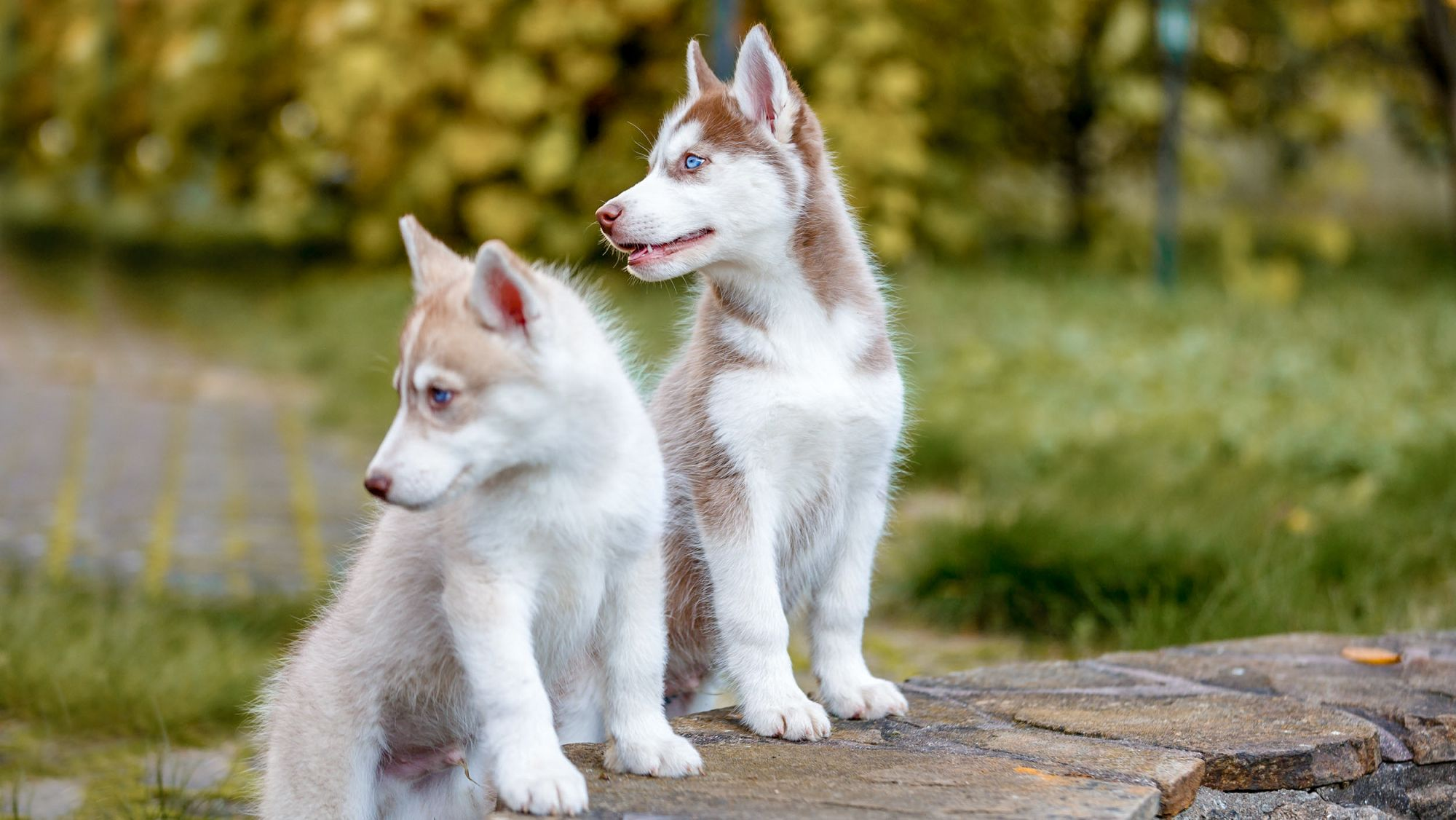 Anak anjing Siberian Husky berdiri di luar ruangan