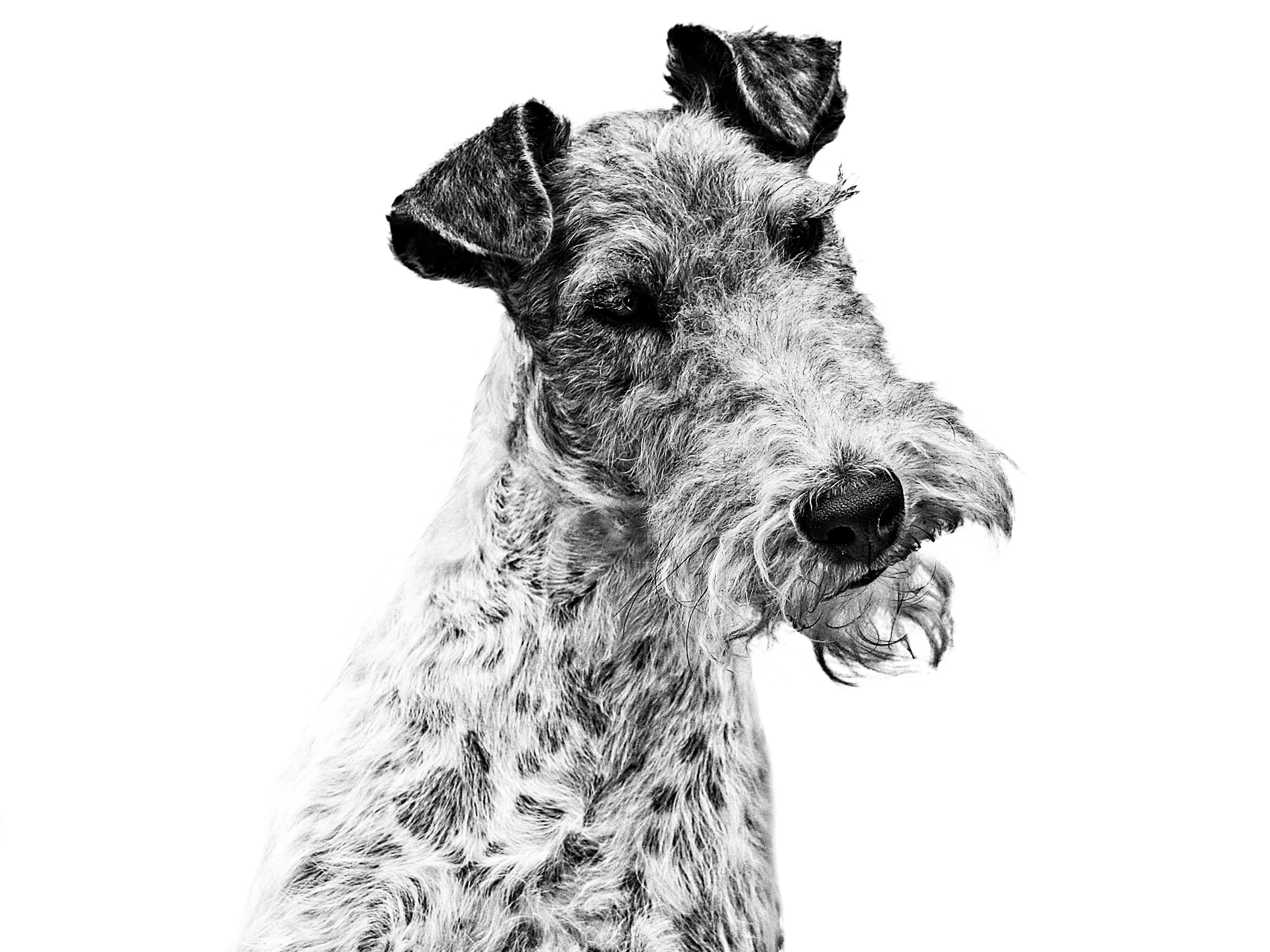 Fox Wire Terrier adult black and white