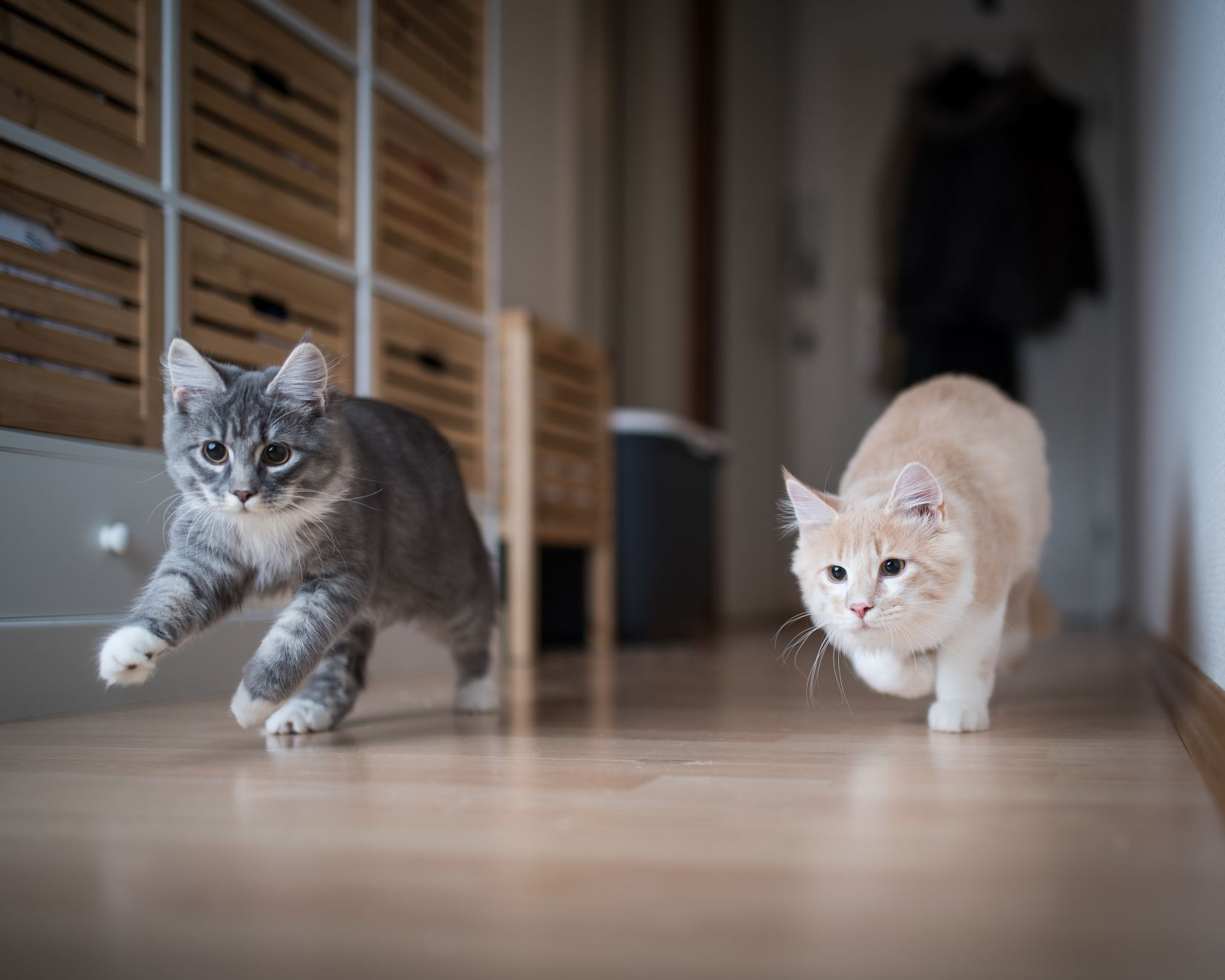 Почему коты не приживаются в доме: причины и приметы