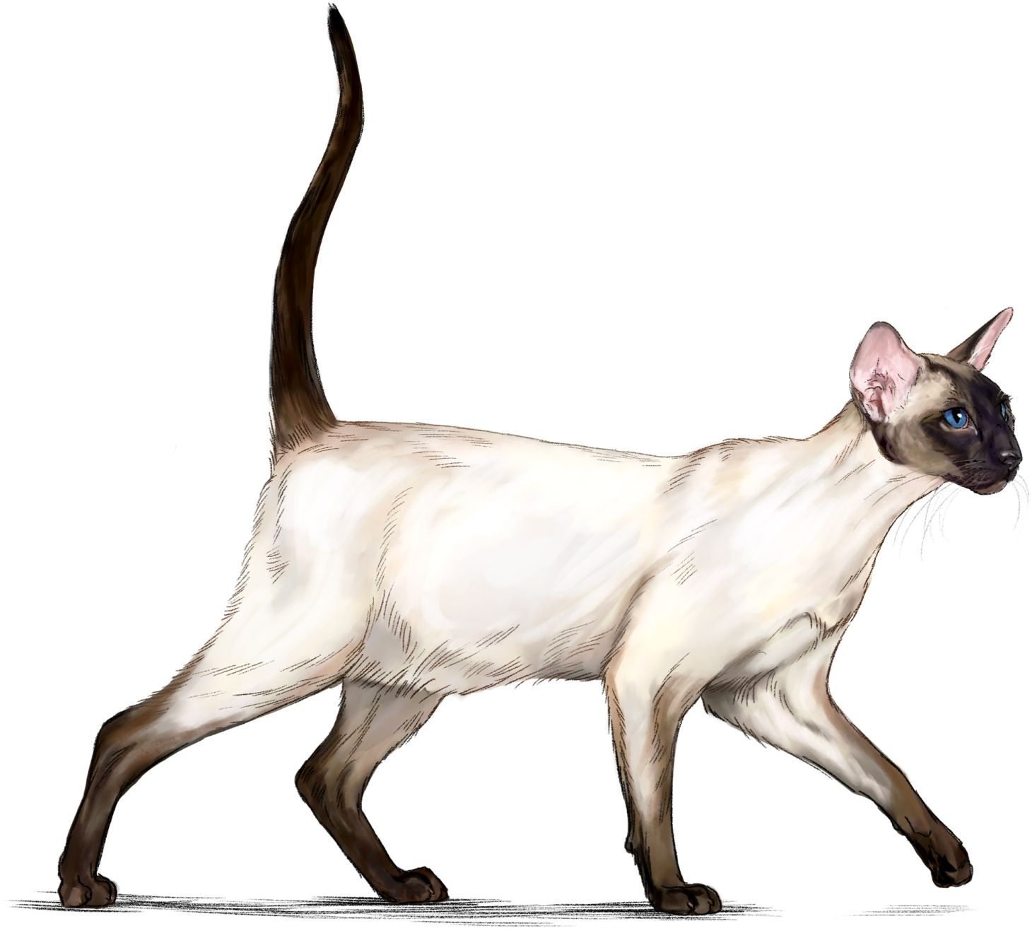 Illustration of standing Siamese cat