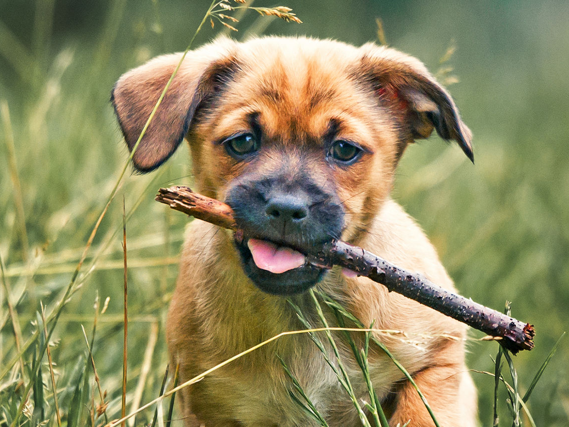 Cachorro sentado sobre césped alto masticando un palito.