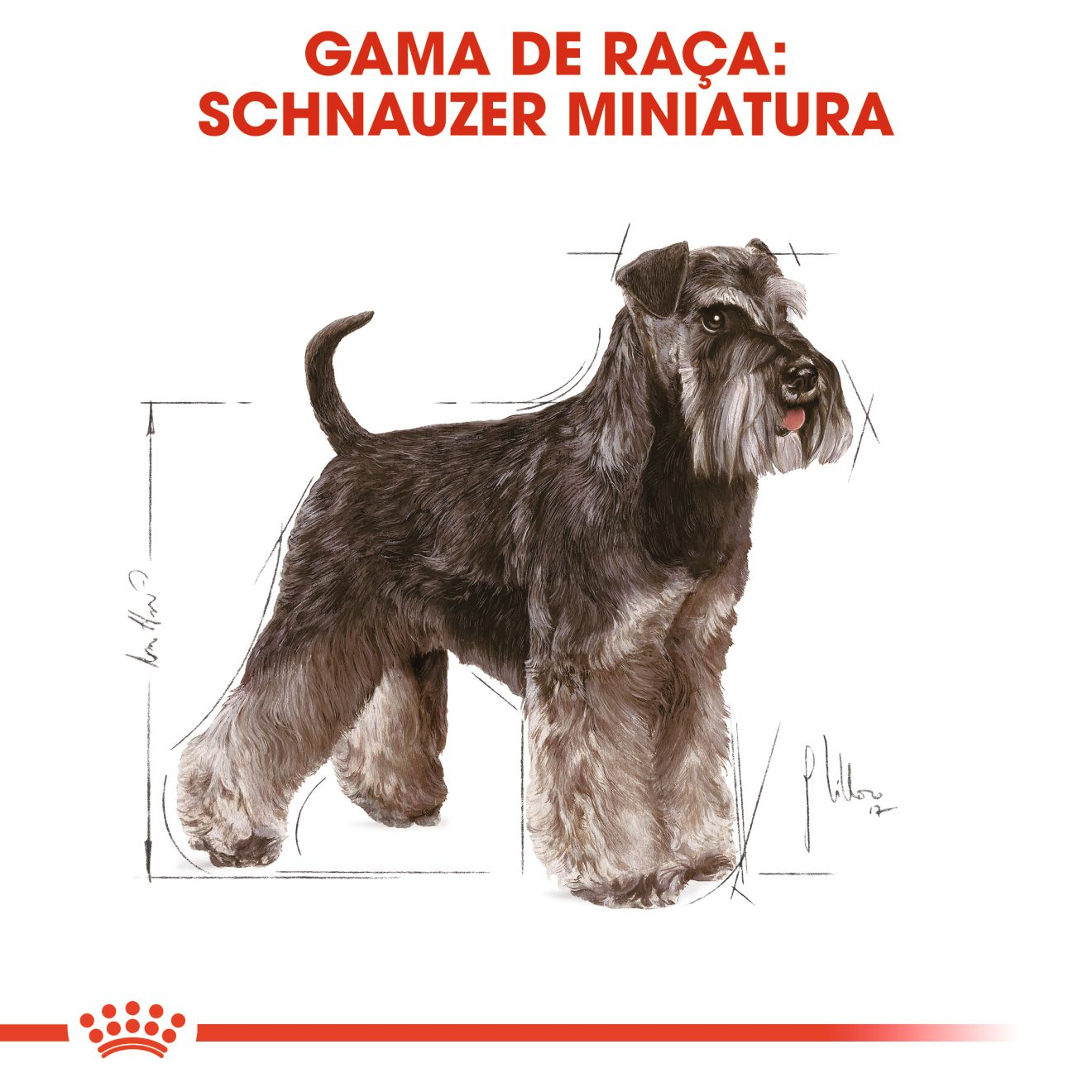 Miniature Schnauzer Adult