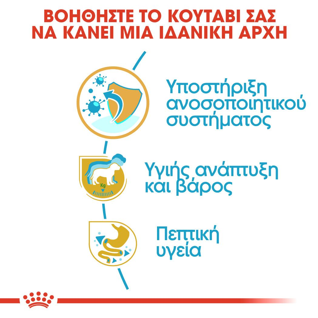 Labrador Retriever Puppy