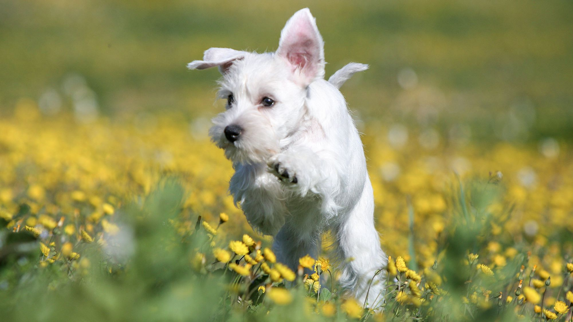 White Schnauzer puppy running through grass