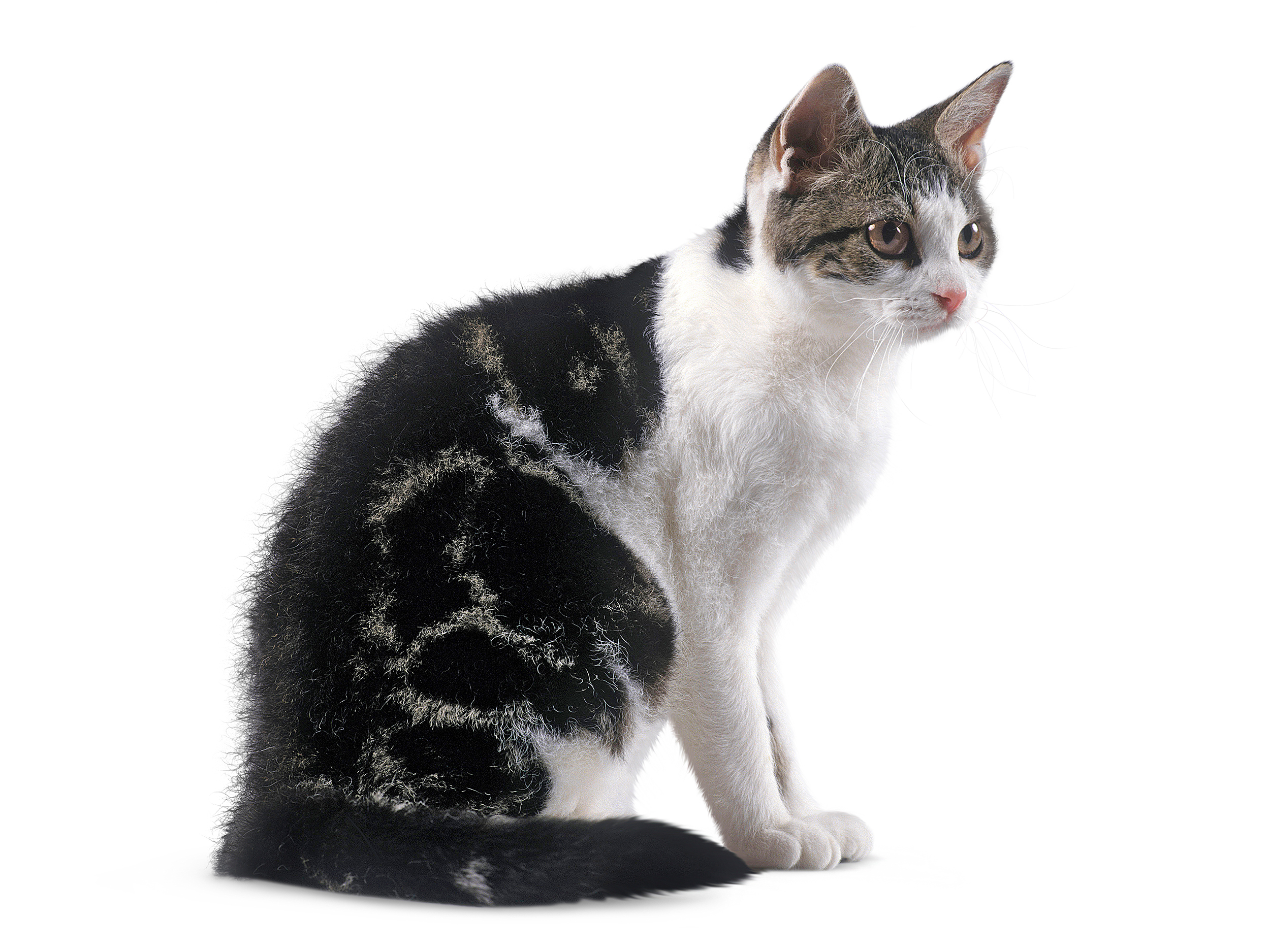 American wirehair adult black and white