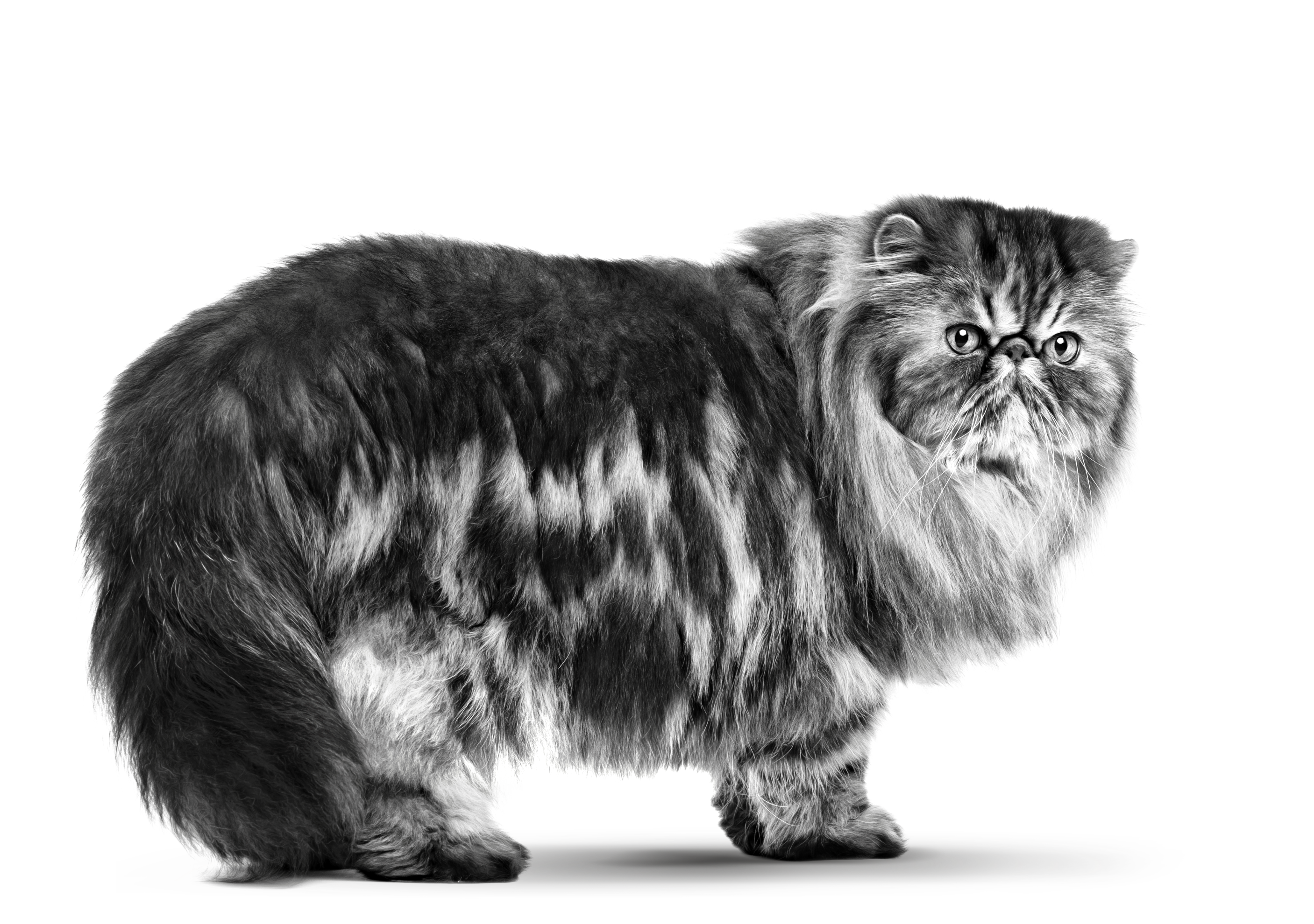 persian adult cat