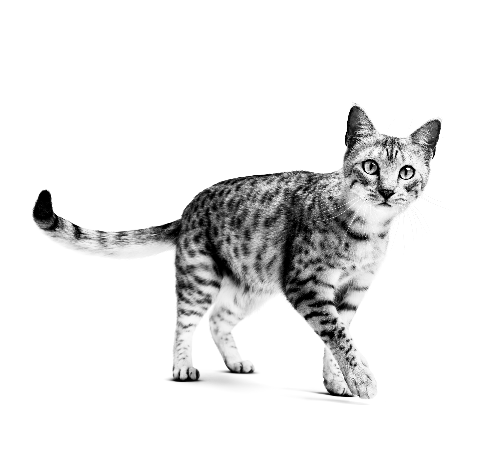 Дорослий кіт породи єгипетська мау, що стоїть, у відтінках сірого на білому тлі