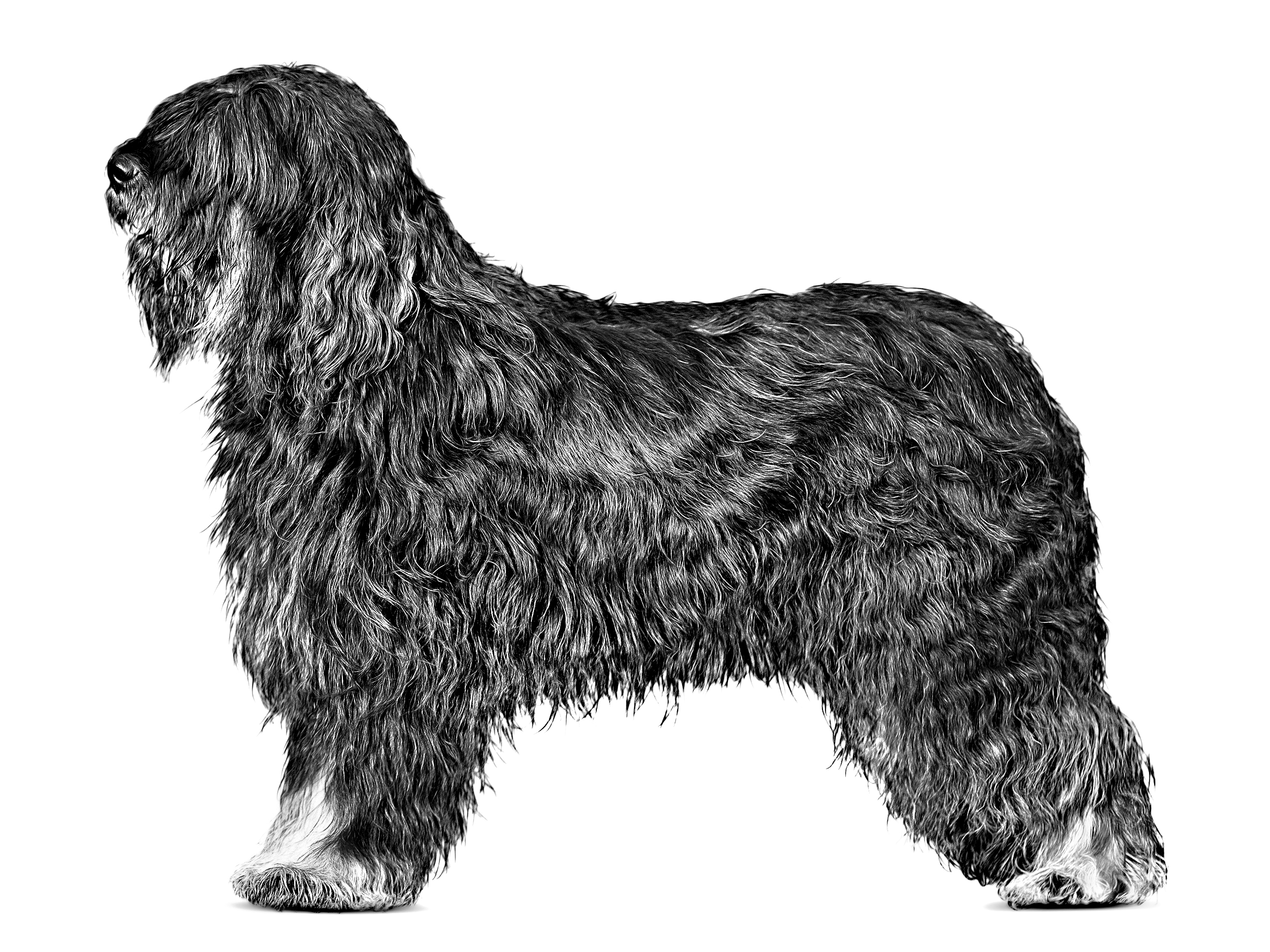 Portuguese Sheepdog adult black and white