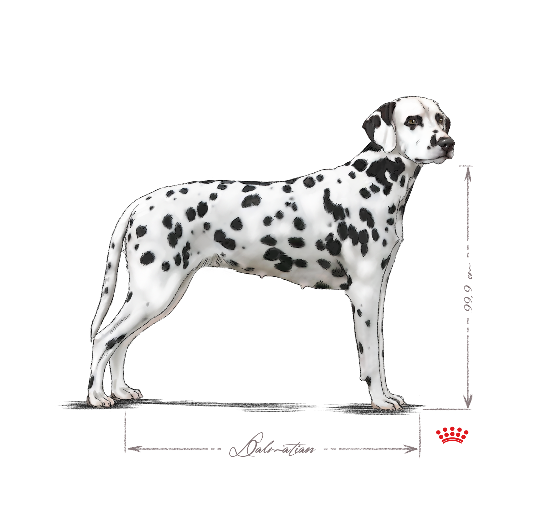 Dalmatian adult in black and white