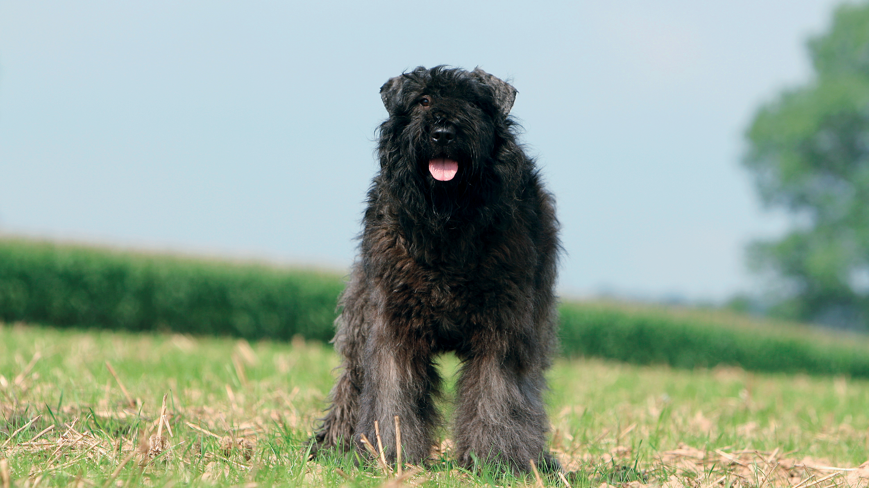 Bouvier de Flandres standing facing camera with its tongue out