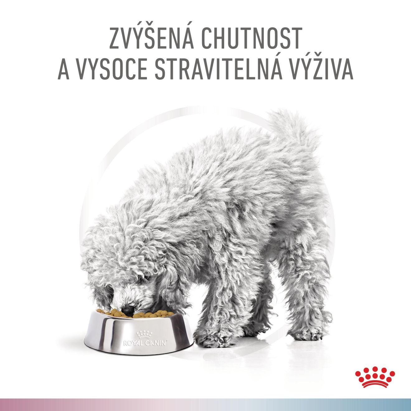 VHN Dog CA Renal-Hypoallergenic Small
