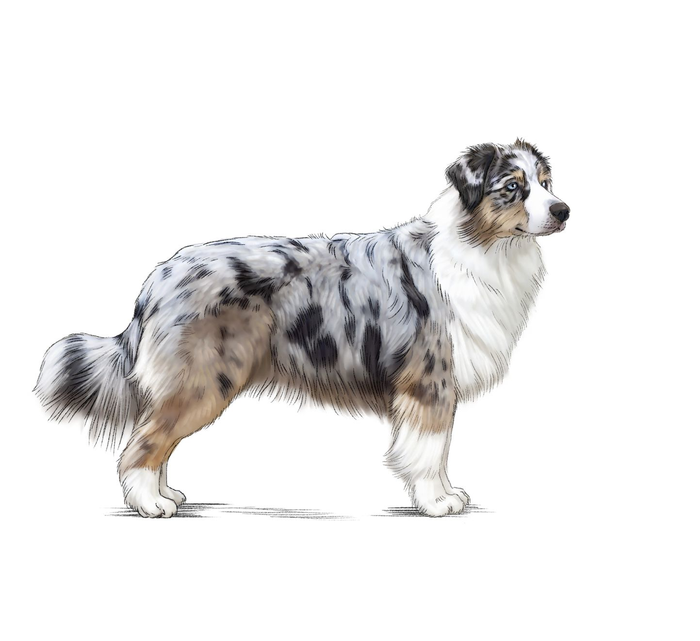 Illustration of an Australian Shepherd