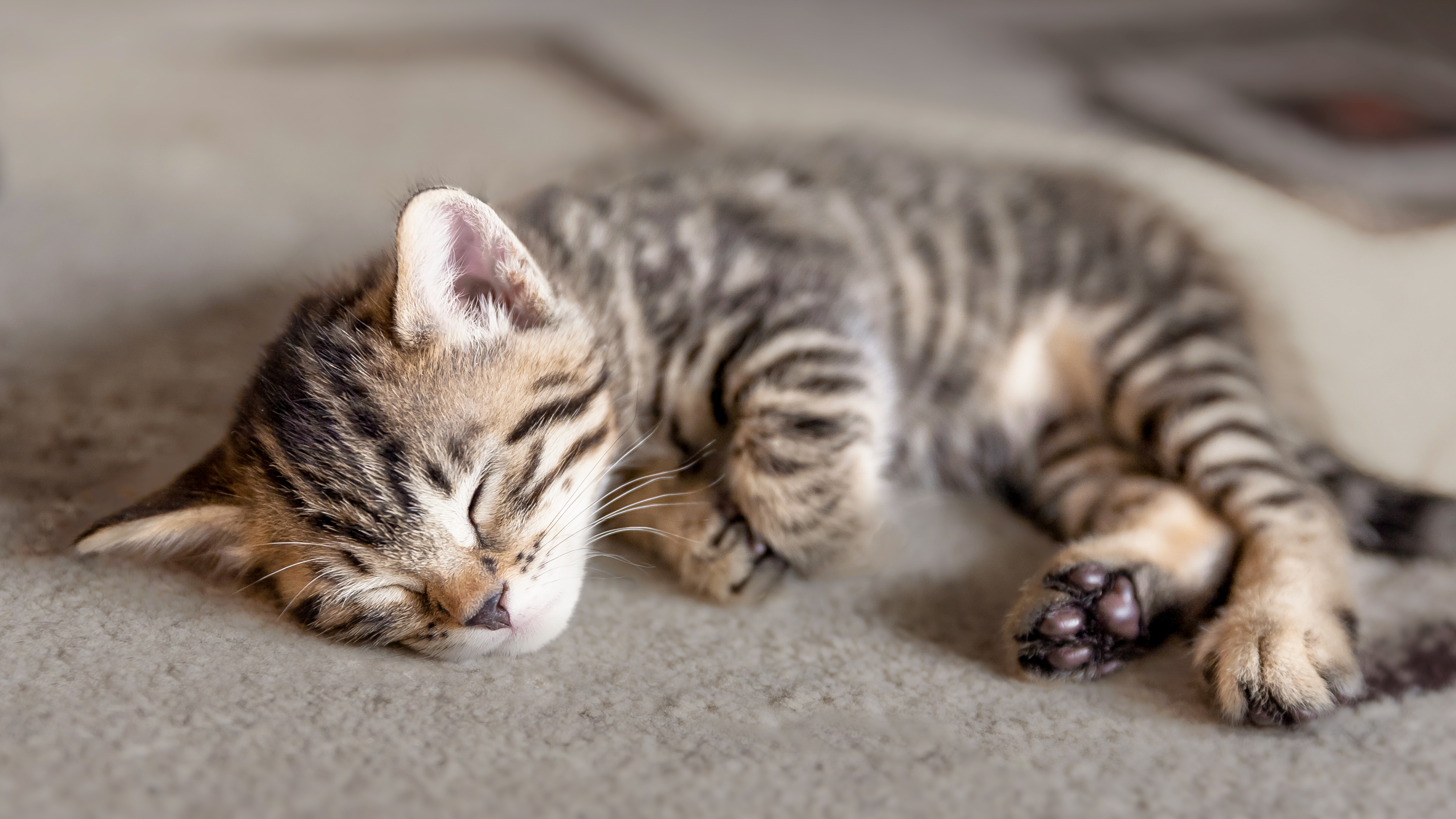 Kitten sleeping on a grey carpet