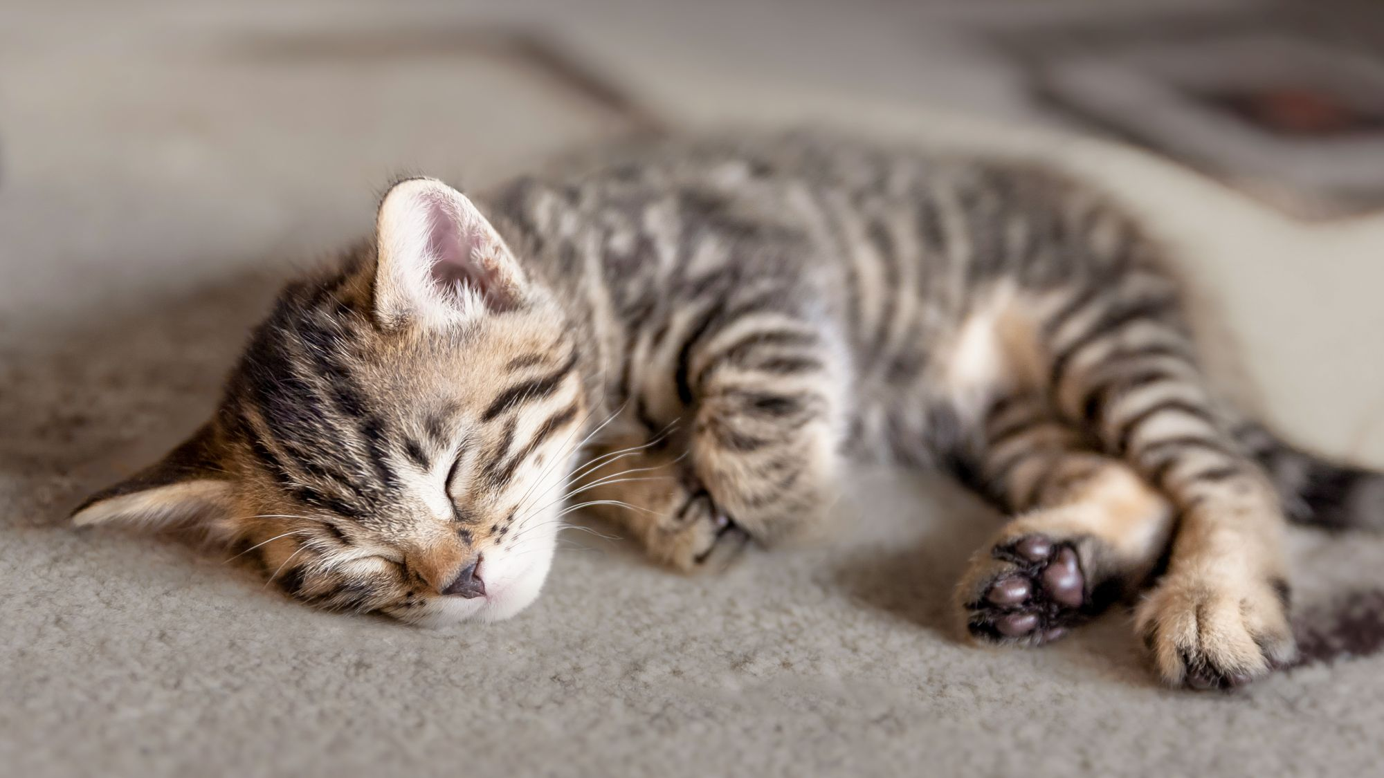 kitten-sleeping-on-a-grey-carpet