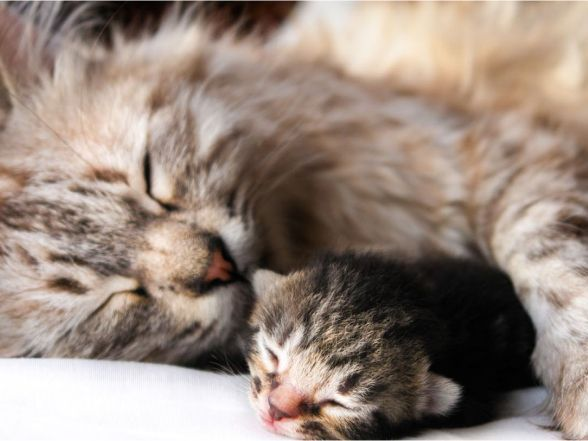 gato durmiendo con gatito