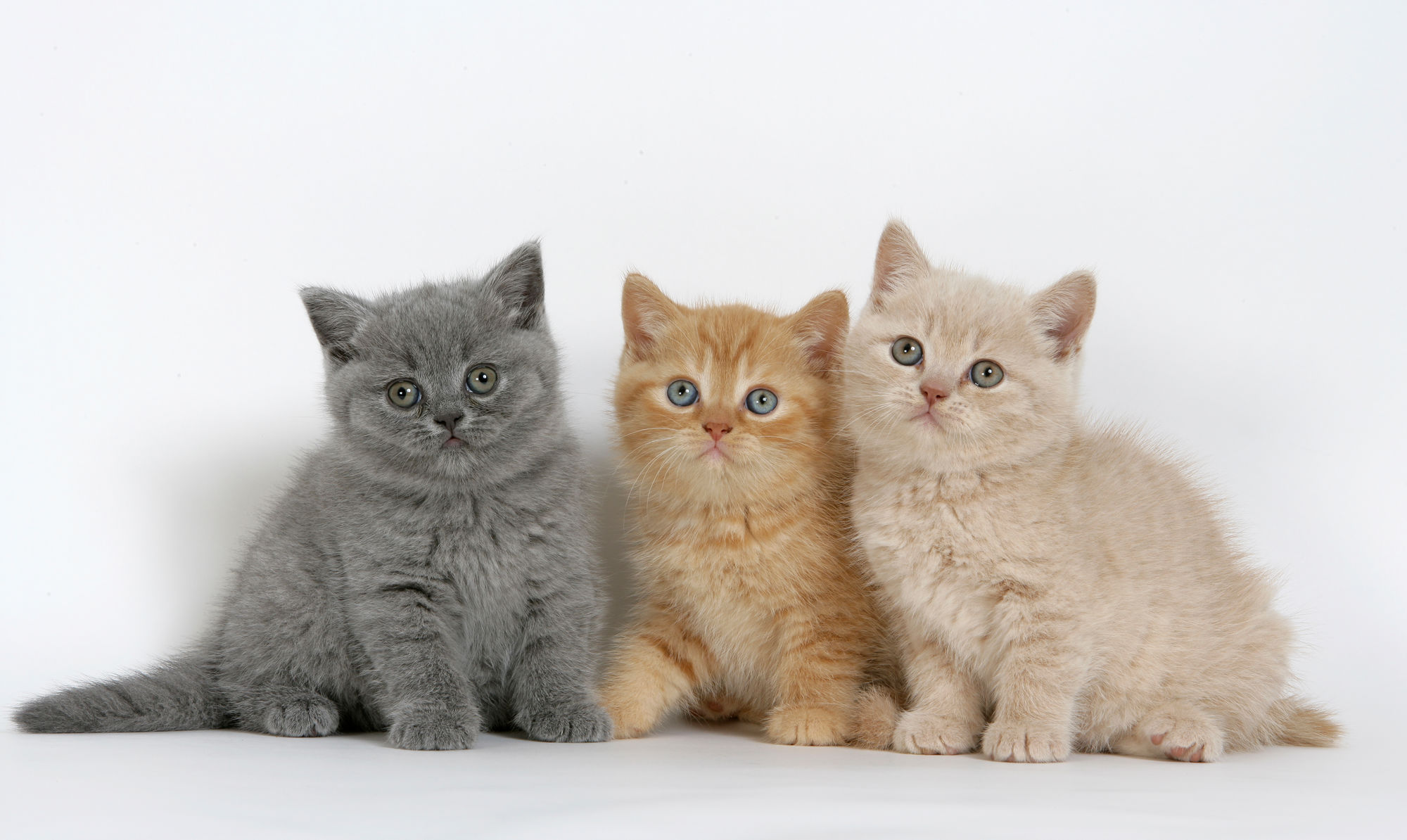 Cada filhote tem um crescimento diferente