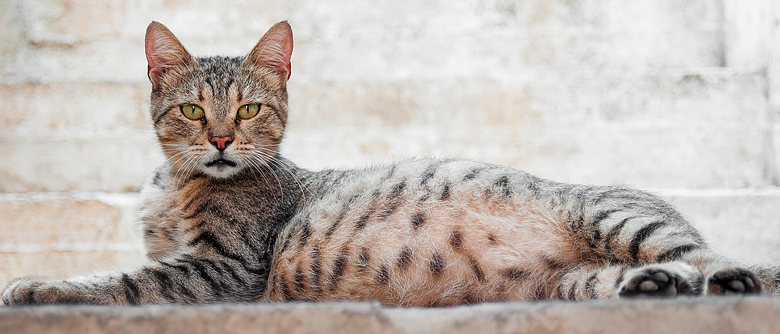 Pregnant cat lying down outdoors on a stone step.