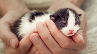 Newborn kittens being held in breeders hands