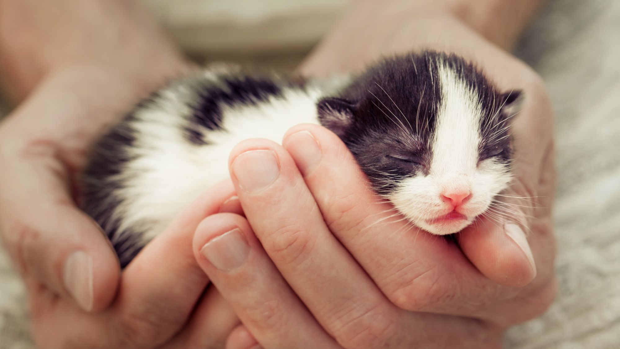 Newborn kittens being held in breeders hands