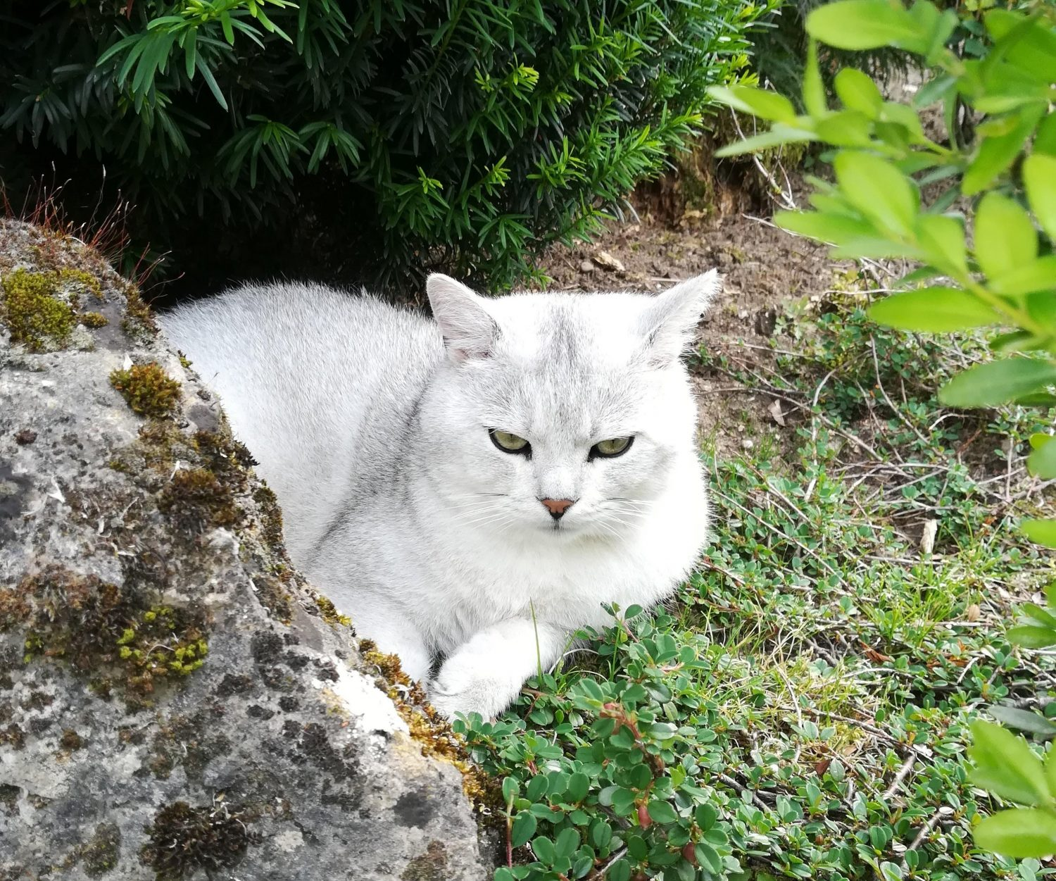 Britisch Kurzhaar Kater Karli So Veränderte Ihn Das