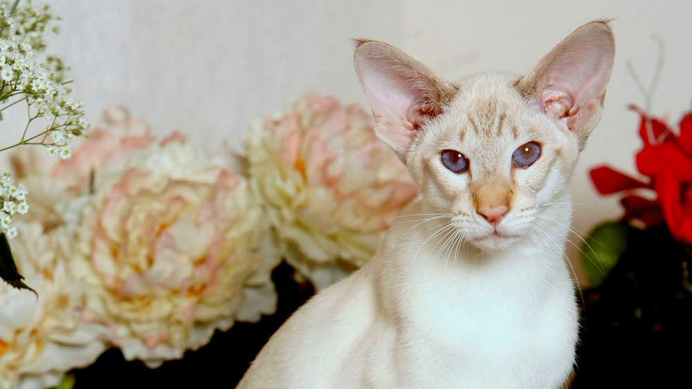 White Siamese cat perched on a wooden sideboard