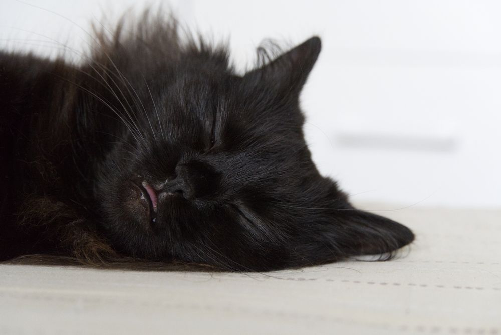 Les syncopes chez le chat