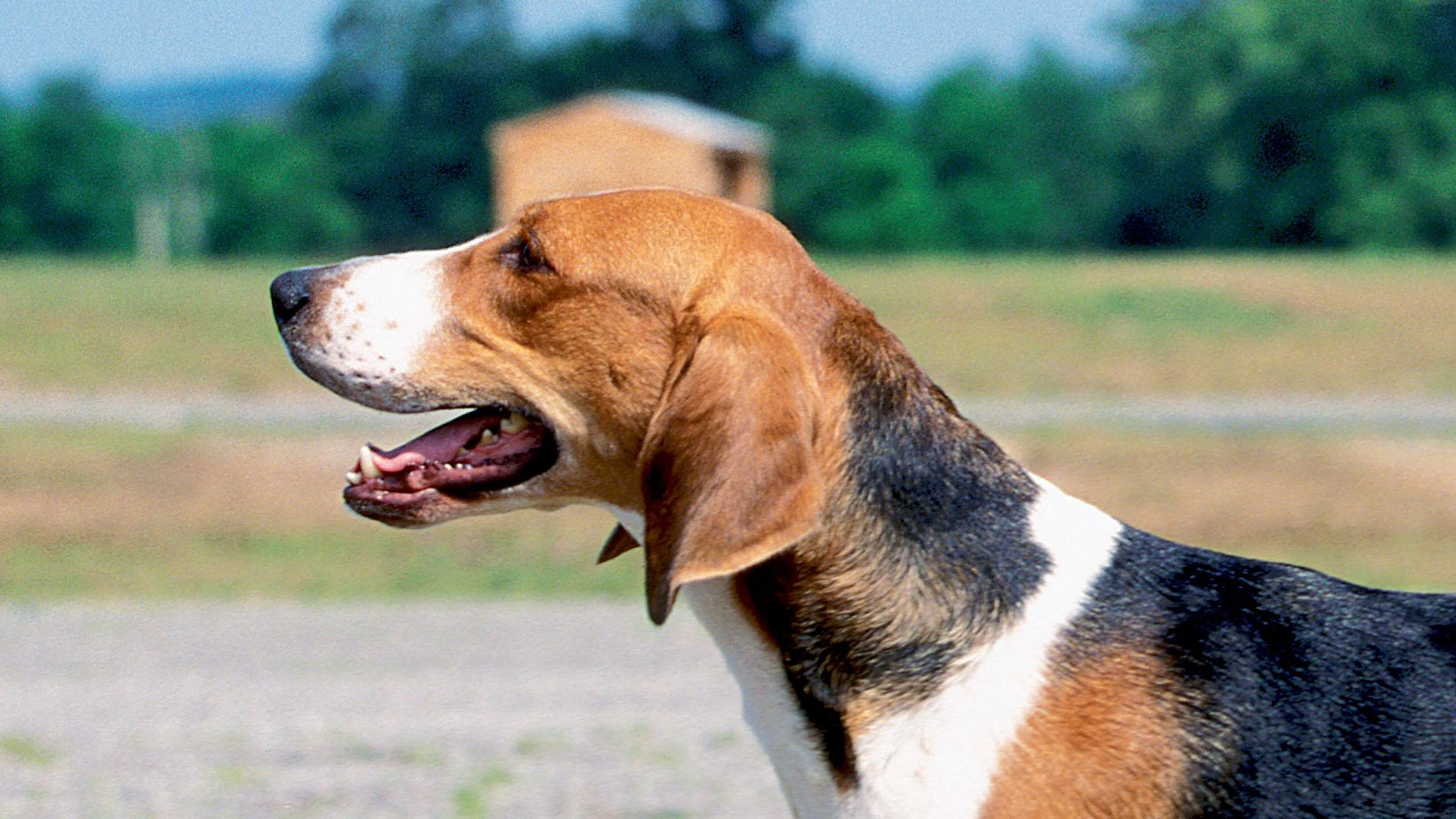 Side profile of an American Foxhound with mouth open