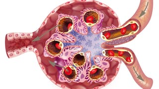 Feline renal proteinuria