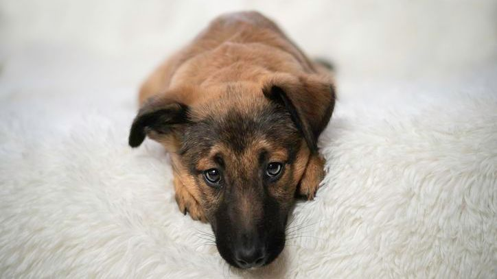 Puppy lies on a white, soft blanket