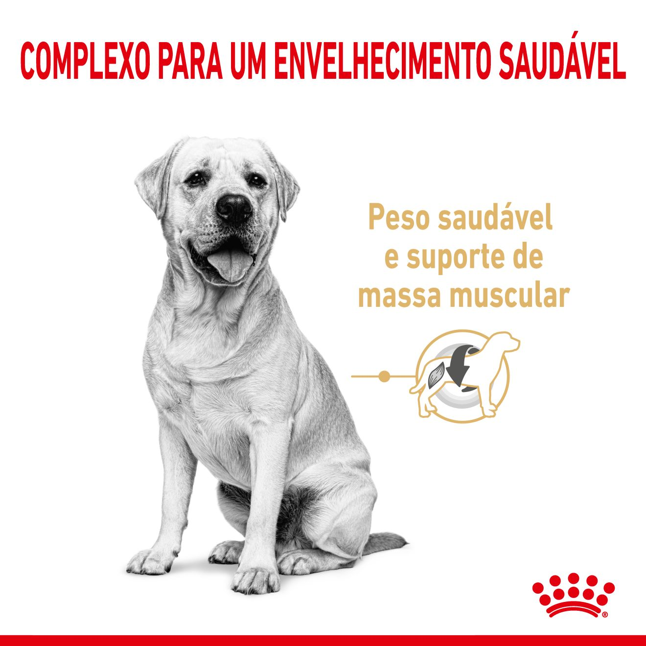 Labrador Retriever 5+