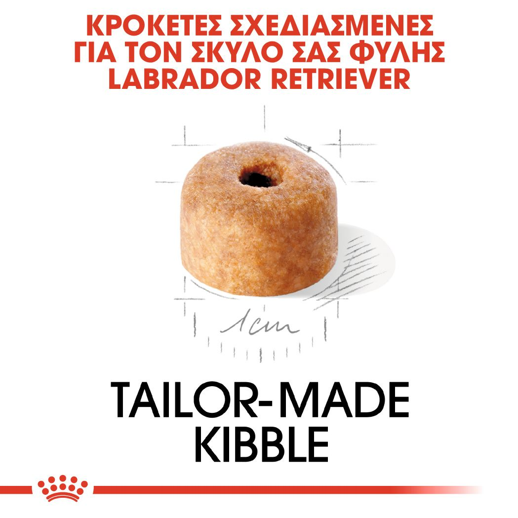 Labrador Retriever Puppy