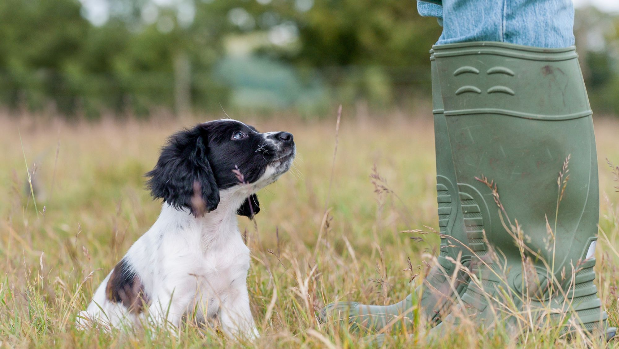 Anak anjing English Springer Spaniel duduk di luar ruangan