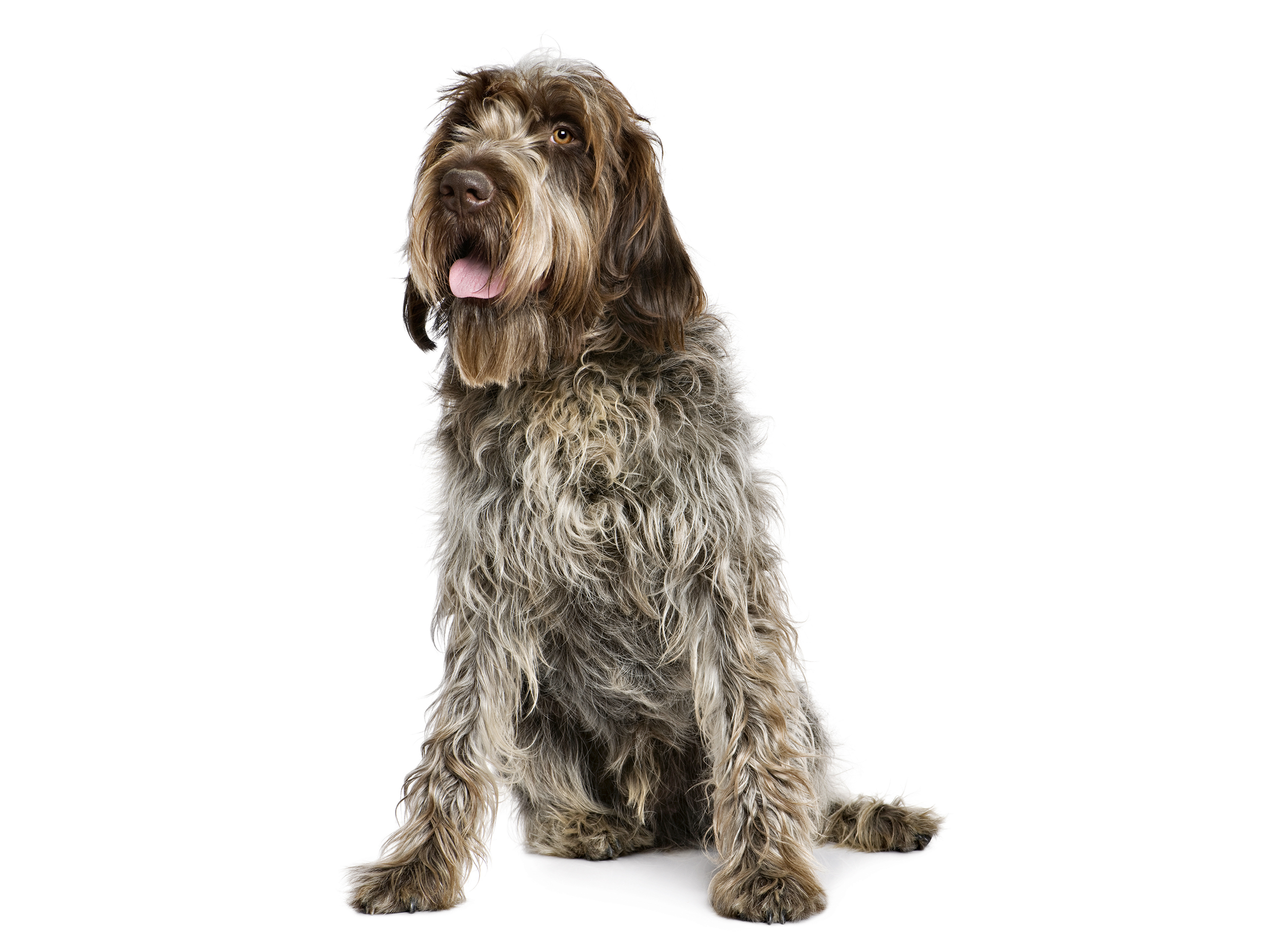 Wire-Haired Pointing Griffon Korthals adult black and white